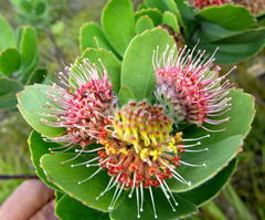 Leucospermum winteri