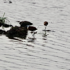 Actophilornis africanus