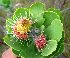 Leucospermum winteri