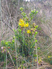Monticalia arbutifolia