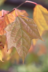 Alangium platanifolium