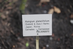 Alangium platanifolium