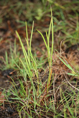 Juncus heterophyllus