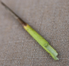 Juncus heterophyllus