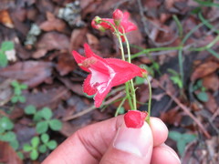 Penstemon miniatus