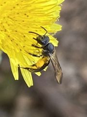 Augochlora nigrocyanea