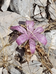 Colchicum variegatum