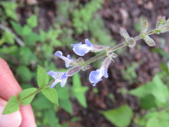 Salvia ramamoorthyana