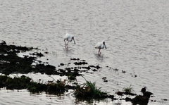 Platalea alba