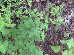 Salvia ramamoorthyana