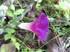 Ipomoea decasperma