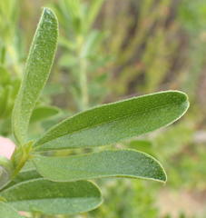 Psoralea spicata