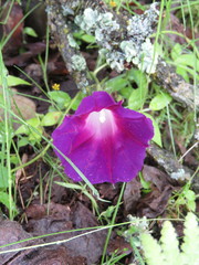 Ipomoea decasperma