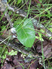 Ipomoea decasperma