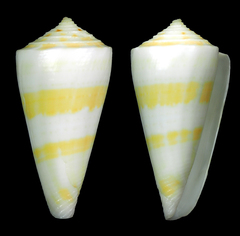 Conus attenuatus