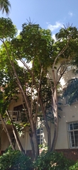 Arecaceae