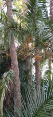 Arecaceae