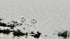 Platalea alba