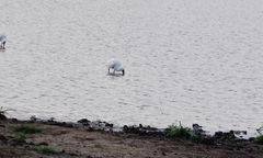 Platalea alba