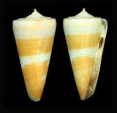 Conus attenuatus
