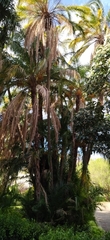 Arecaceae