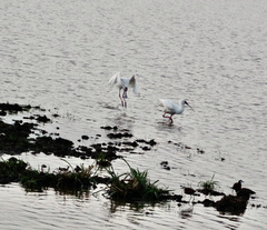 Platalea alba