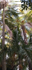 Arecaceae