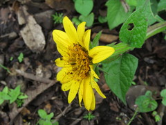 Verbesina pantoptera