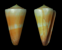 Conus attenuatus