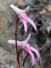 Disa inflexa