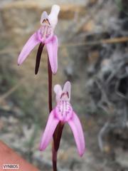 Disa inflexa