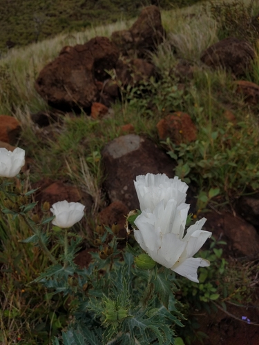 Smooth pricklypoppy (Argemone glauca)
