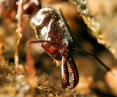 Odontomachus troglodytes