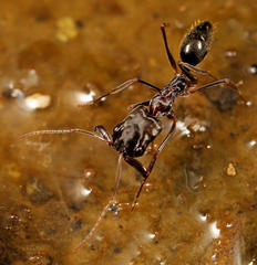 Odontomachus troglodytes
