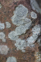 Rhizocarpon reductum
