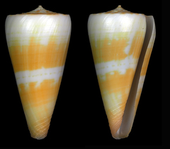 Conus attenuatus