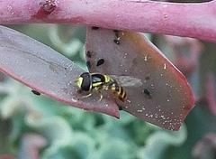 Ischiodon aegyptius