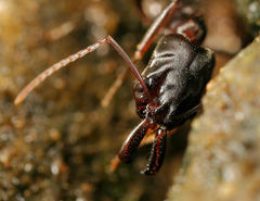 Odontomachus troglodytes