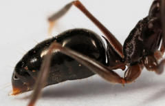 Odontomachus troglodytes