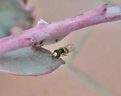 Ischiodon aegyptius