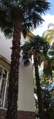 Arecaceae