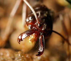 Odontomachus troglodytes
