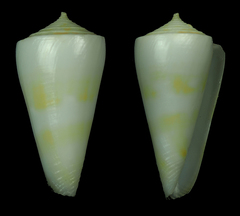 Conus attenuatus