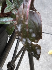 Podosphaera balsaminae