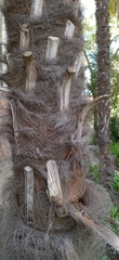 Arecaceae