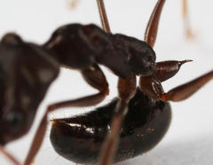 Odontomachus troglodytes