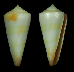 Conus attenuatus
