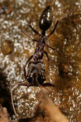 Odontomachus troglodytes