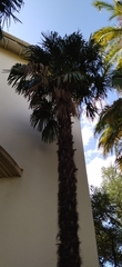 Arecaceae