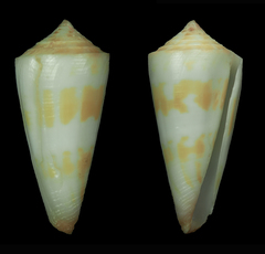 Conus attenuatus